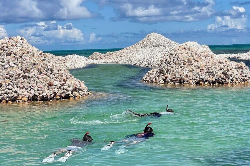 Seas the Day with Private Snorkeling activity in Tortola