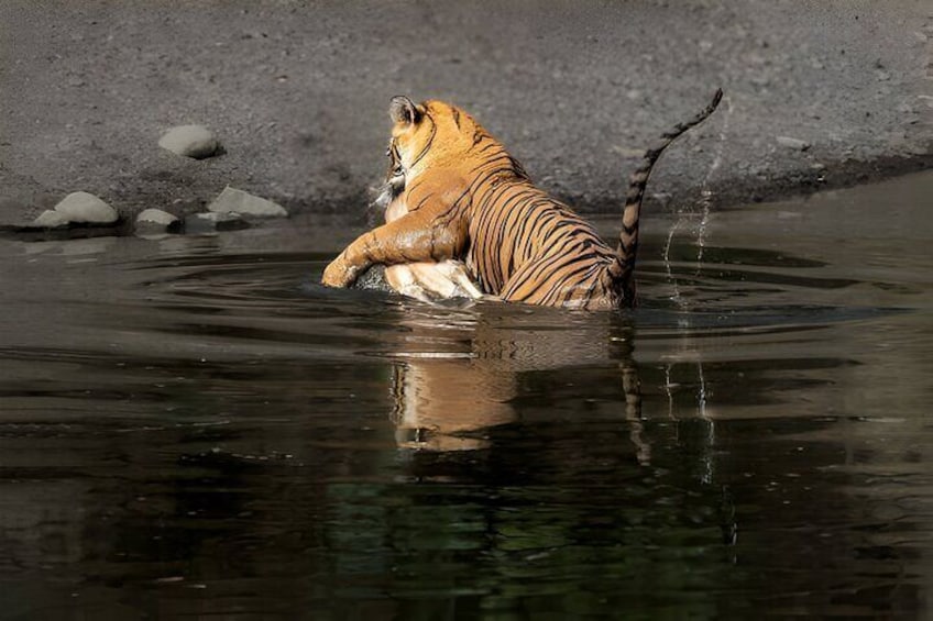 From Jaipur: 2 Days Private Tour of Ranthanbore Tigers Safari