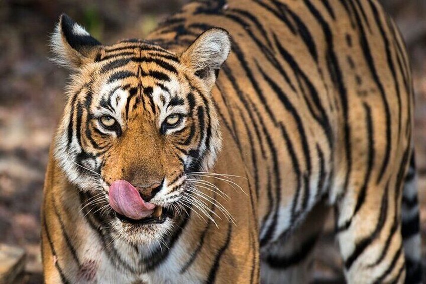 From Jaipur: 2 Days Private Tour of Ranthanbore Tigers Safari