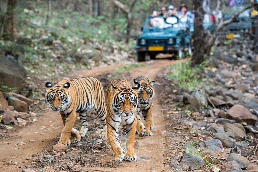 From Jaipur: 2 Days Private Tour of Ranthanbore Tigers Safari