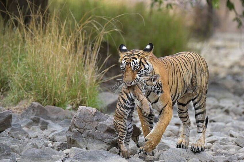 From Jaipur: 2 Days Private Tour of Ranthanbore Tigers Safari