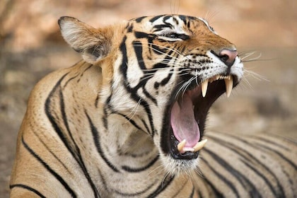 From Jaipur: 2 Days Private Tour of Ranthanbore Tigers Safari