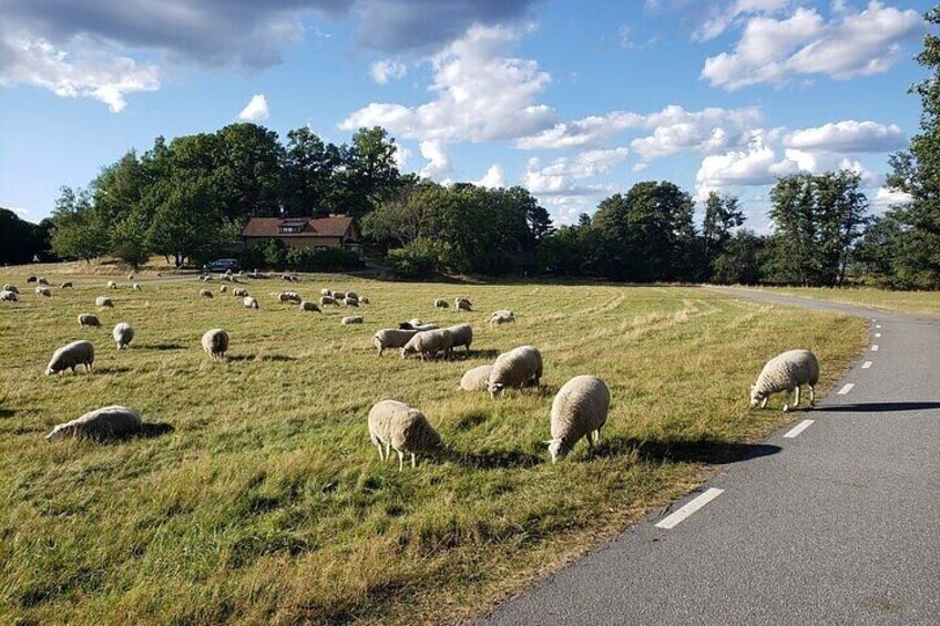 Half Day Guided Bike Tour Stockholm (English & German)