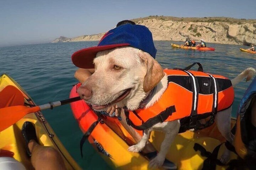 Kayaking with Dogs