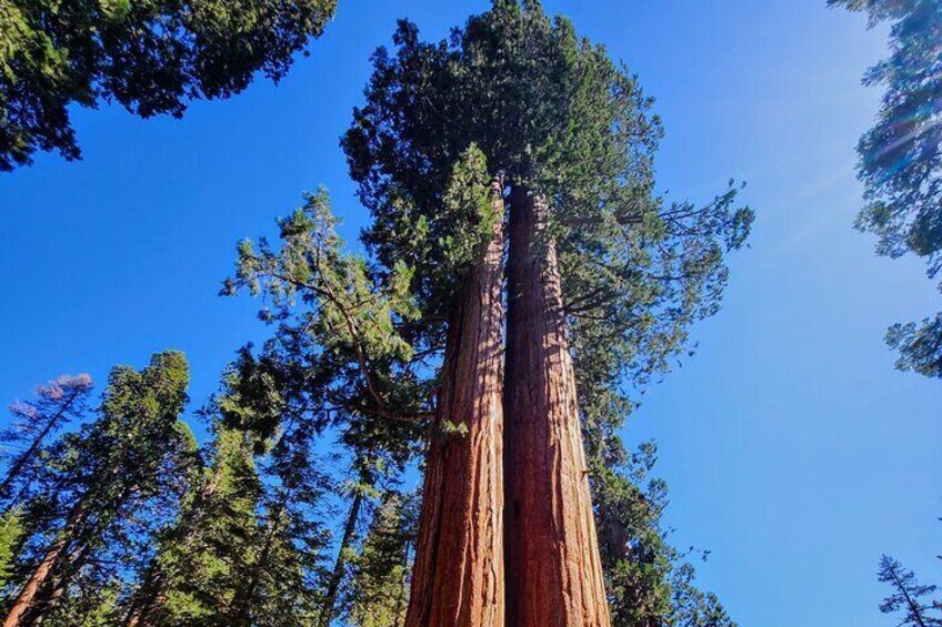 Sequoia National Park's Giant Sequoia's