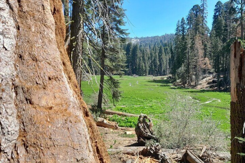 Sequoias and mountain meadow