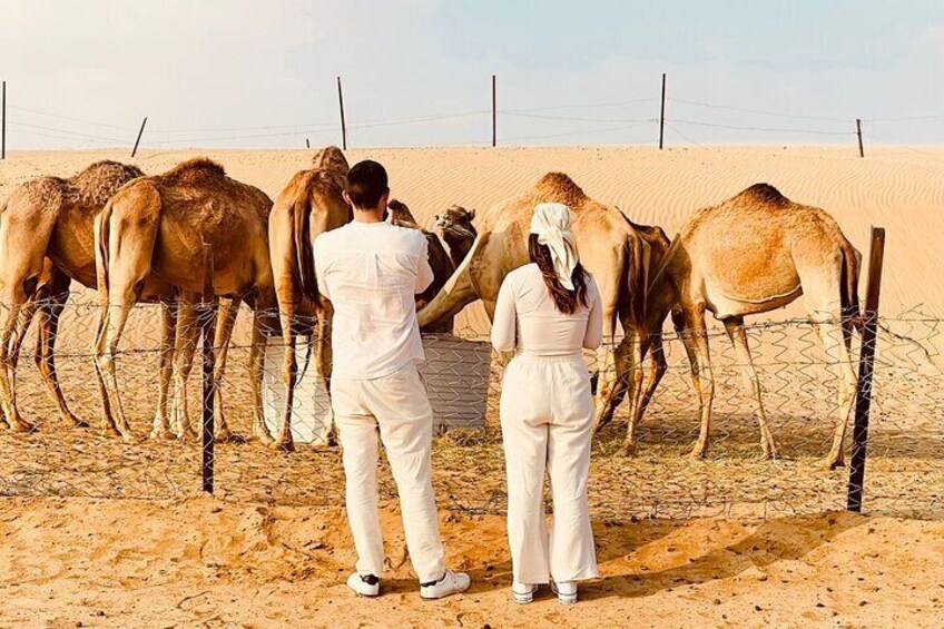 Evening Desert Safari Abu Dhabi with BBQ Dinner & Shows