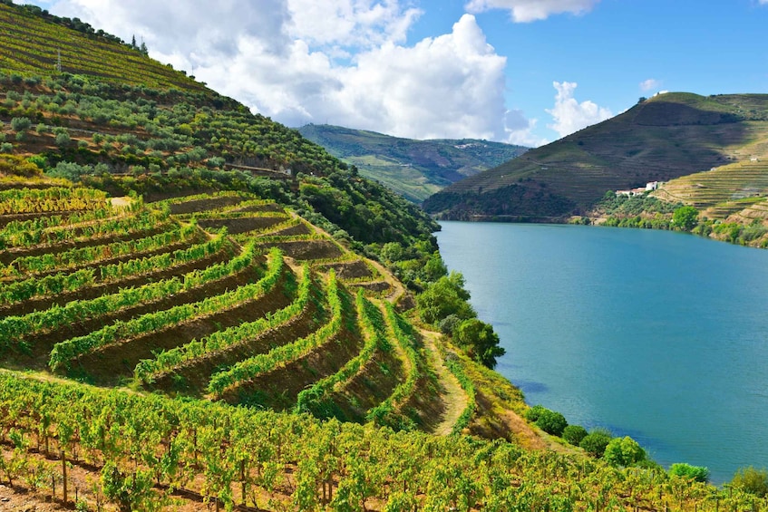 Picture 1 for Activity Douro Valley: Tour with Wine Tastings, Cruise, and Lunch