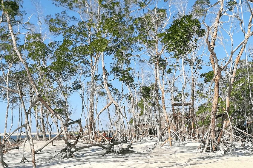 Picture 3 for Activity Jericoacoara: Tatajuba Beach Tour