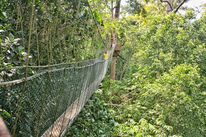 Vanuit Kuala Lumpur: dagtour door het Taman Negara Nationaal Park