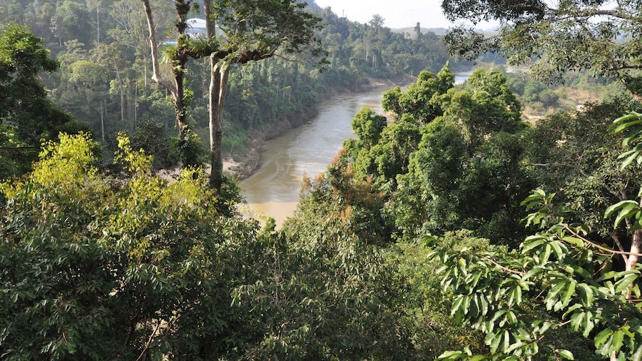 Picture 3 for Activity From Kuala Lumpur: Taman Negara National Park Day Tour