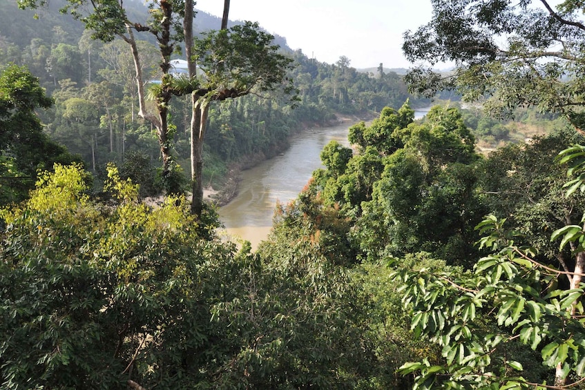 Picture 3 for Activity From Kuala Lumpur: Taman Negara National Park Day Tour