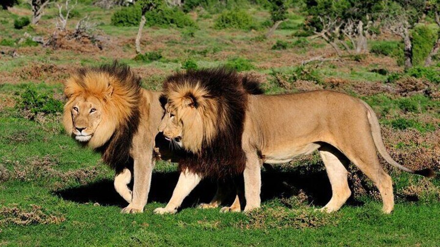 4-Day Guided Tour in Kruger National Park and Panorama Route