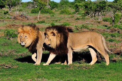 4-Day Guided Tour in Kruger National Park and Panorama Route