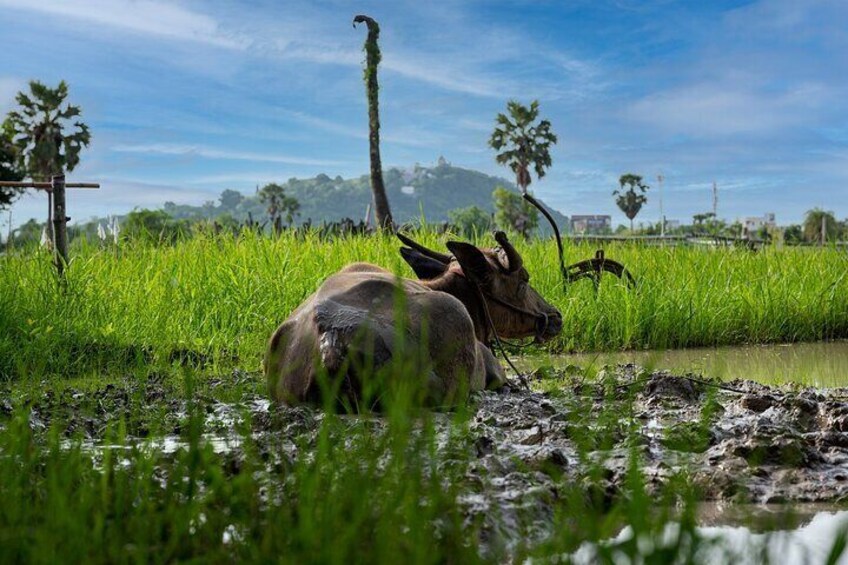 get up close and personal with a buffalo