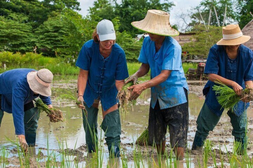 be a rice farmer by planting the rice