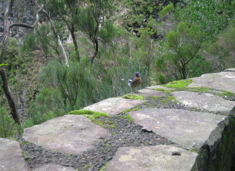Picture 7 for Activity Madeira: Mountain Walk with Lagoon and Waterfalls
