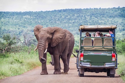 Safari i Pilanesbergs vilda djur från Johannesburg