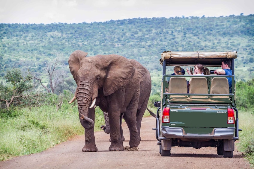 Pilanesberg Wildlife Safari from Johannesburg