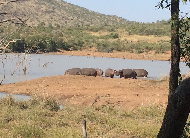 Picture 22 for Activity Pilanesberg Wildlife Safari from Johannesburg