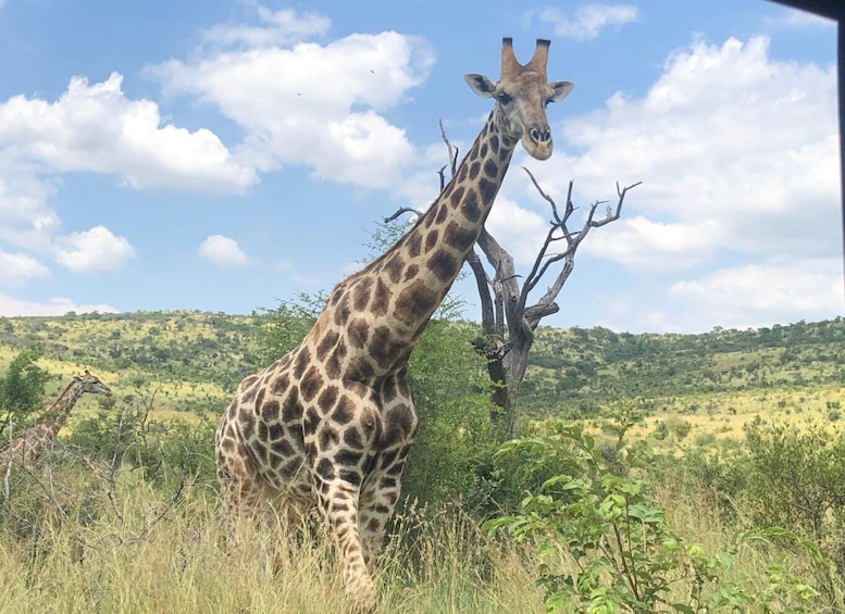 Picture 10 for Activity Pilanesberg Wildlife Safari from Johannesburg