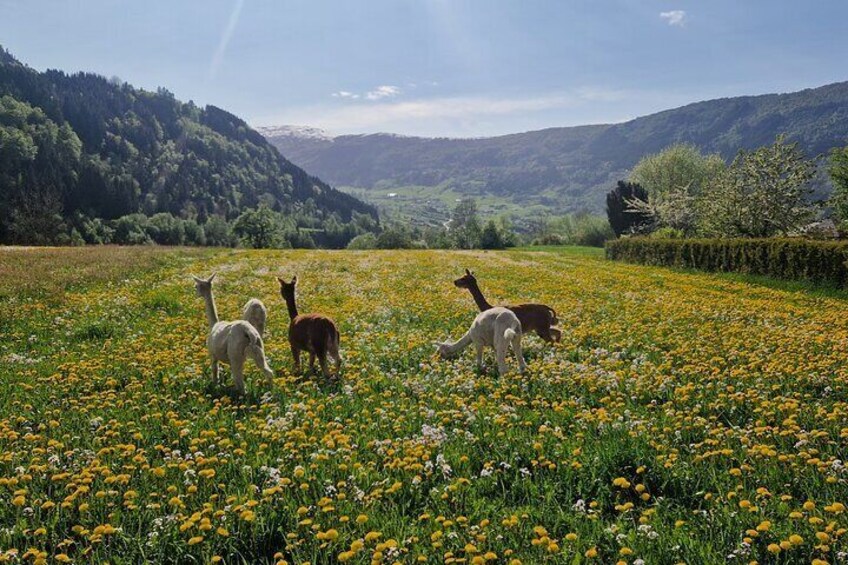 The alpacas in their summer pasture