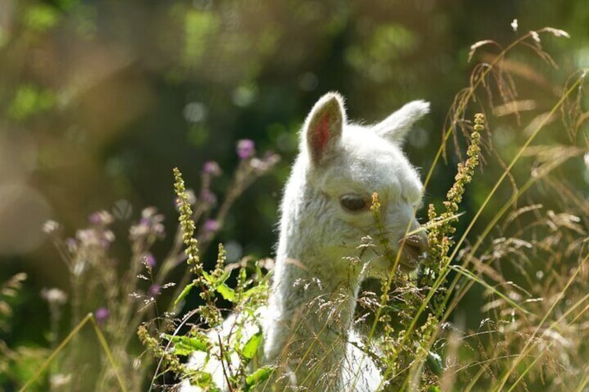 Our alpacas are waiting to meet you!