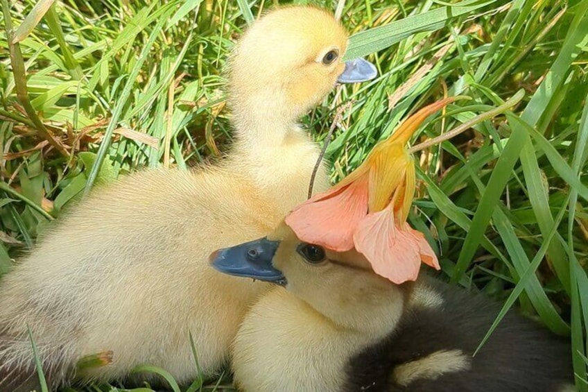 The ducklings with a flower hat