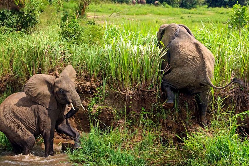 Picture 3 for Activity Kampala: 2-Day Murchison Falls National Park Safari