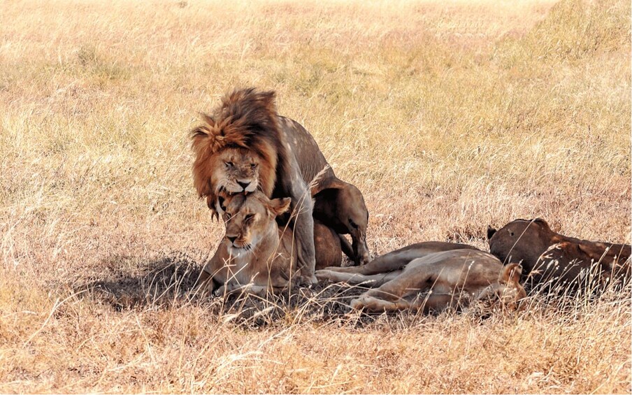 Picture 11 for Activity Kampala: 2-Day Murchison Falls National Park Safari