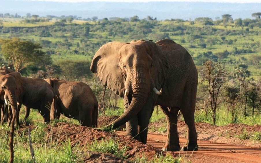 Picture 1 for Activity Kampala: 2-Day Murchison Falls National Park Safari