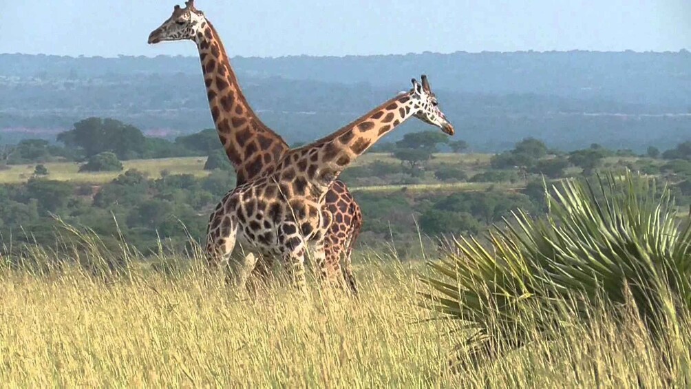 Kampala: 2-Day Murchison Falls National Park Safari