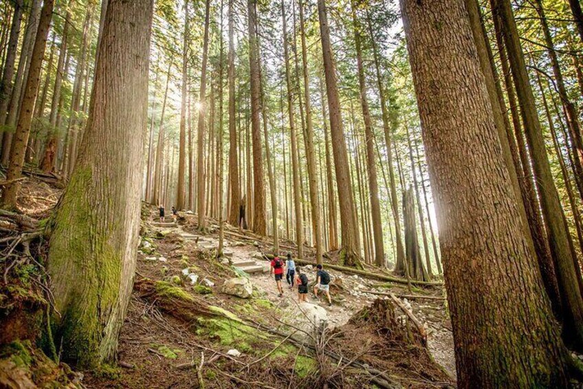 Hike the Grouse Grind Trail (2.5km/1.55miles)