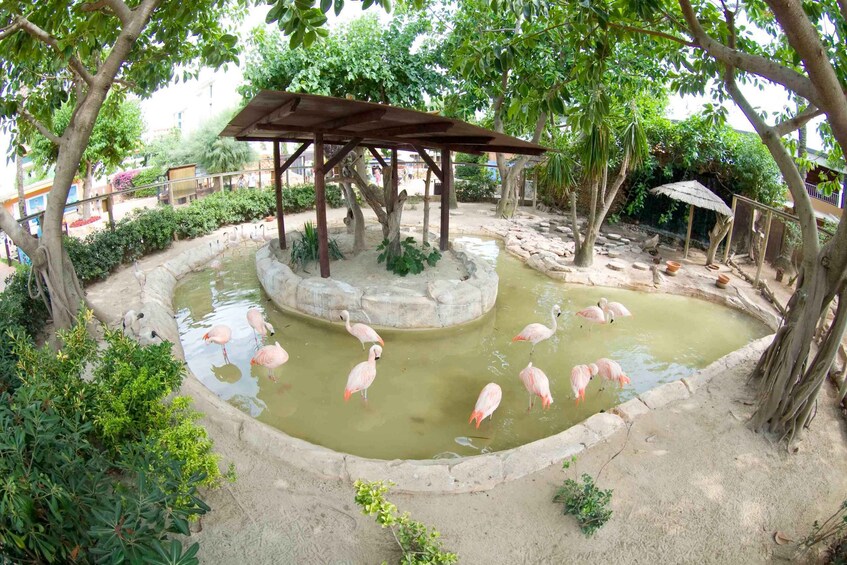 Picture 9 for Activity Mallorca: Marineland Tickets with Transfers from the North