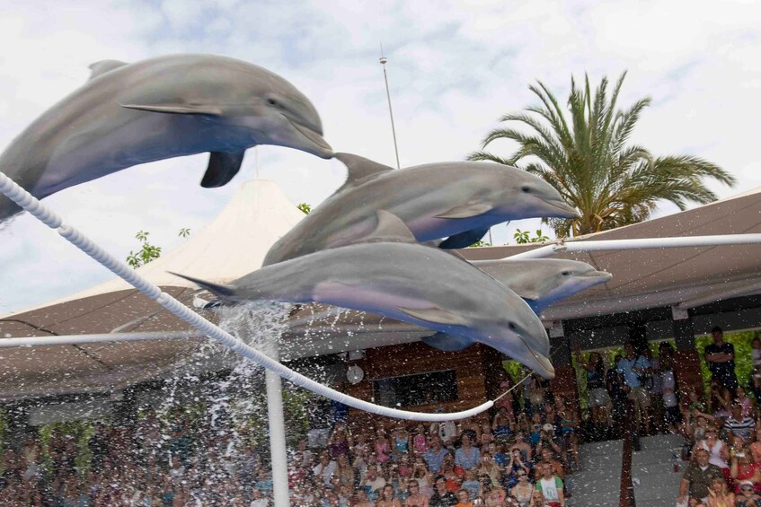 Picture 8 for Activity Mallorca: Marineland Tickets with Transfers from the North