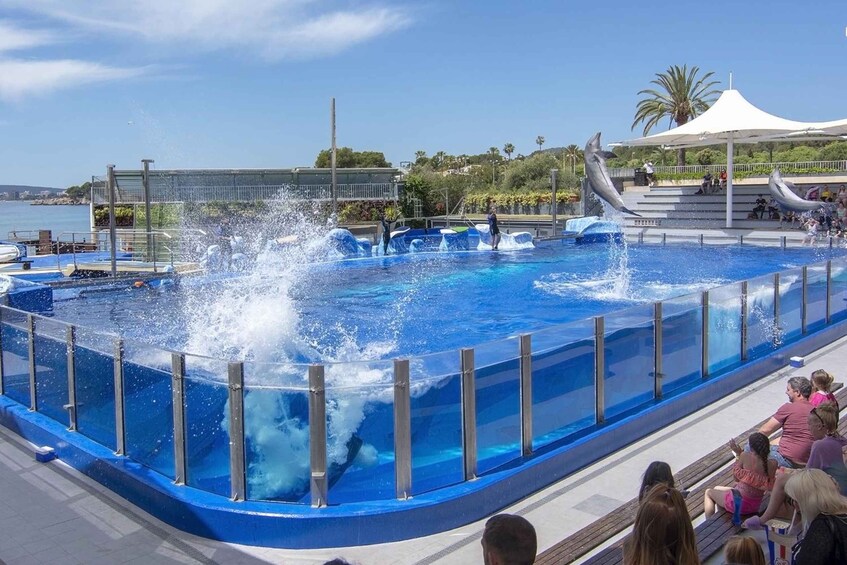 Picture 12 for Activity Mallorca: Marineland Tickets with Transfers from the North