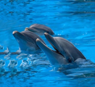 Mallorca: Marineland Tickets with Transfers from the North