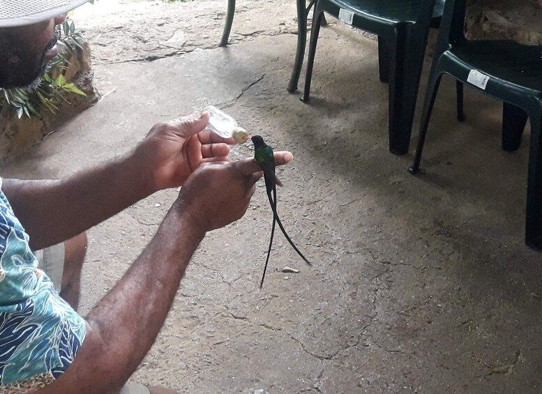 Picture 5 for Activity Rocklands Bird Sanctuary: 2-Hour Montego Bay Tour