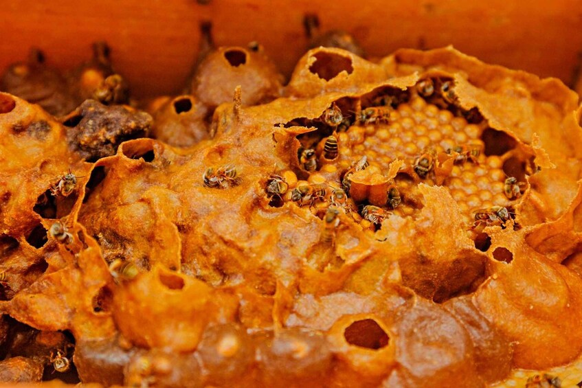 Picture 6 for Activity Cozumel: General Entrance to Mayan Bee Sanctuary