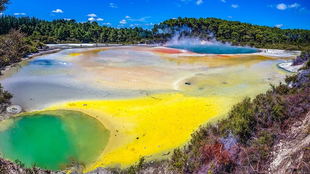 Picture 5 for Activity Auckland to Rotorua Small Group Tour & Activity Add-Ons