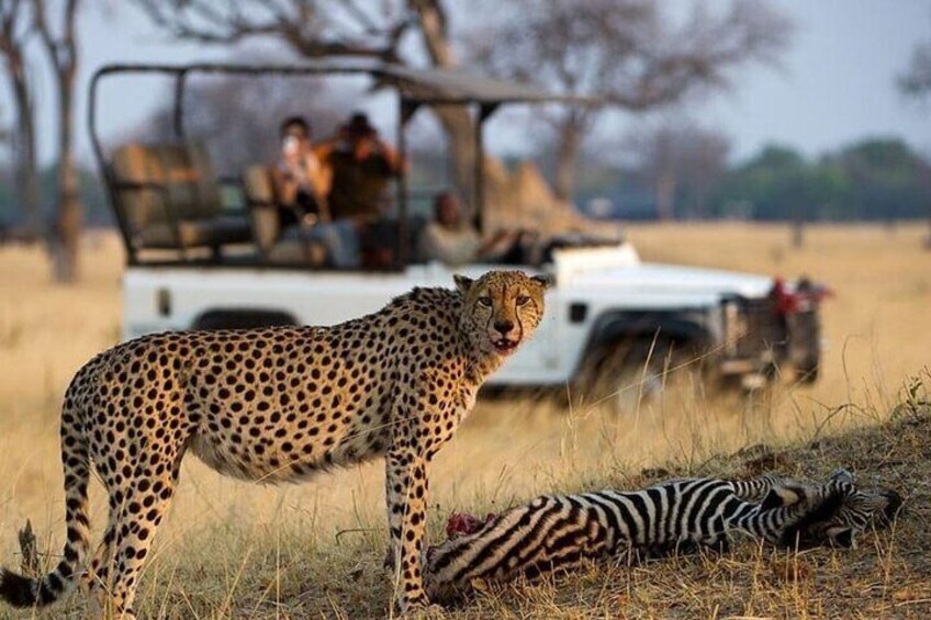 13 Day Tour From Cape Town to Johannesburg via Garden Route