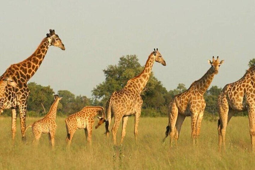 13 Day Tour From Cape Town to Johannesburg via Garden Route