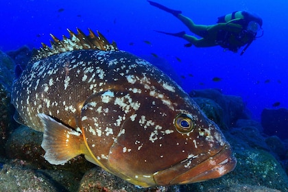 Sao Miguel Island: Scuba Dive for Certified Divers