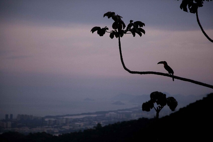 Picture 2 for Activity Rio: Half-Day Jeep Tour at Floresta da Tijuca