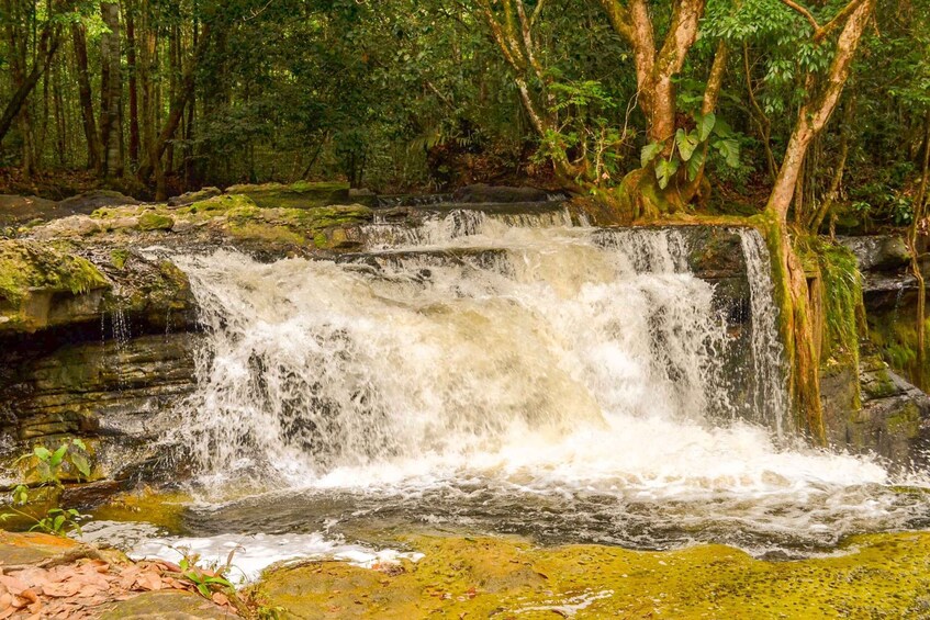 Picture 23 for Activity From Manaus Cruise Terminal: Amazon Rainforest Highlights