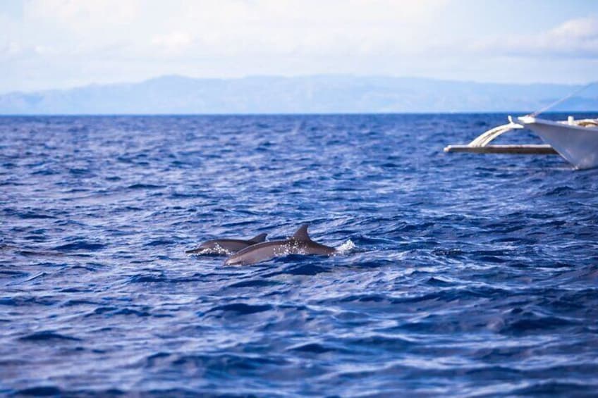 Dolphin and Turtle Sightseeing Tour of Panglao with Snorkeling