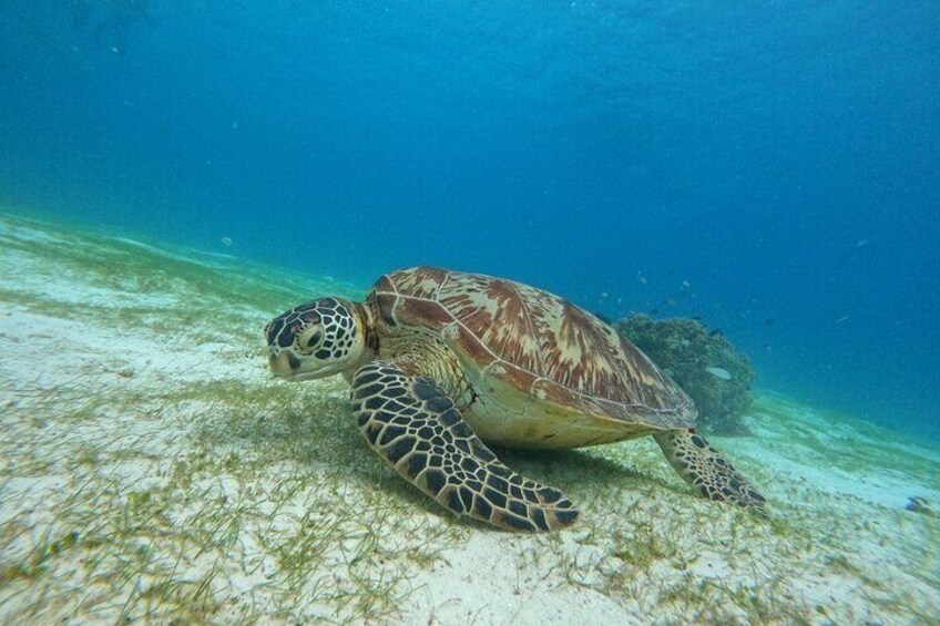 Bohol: Turtle Sanctuary Snorkeling and Boat Tour with Lunch