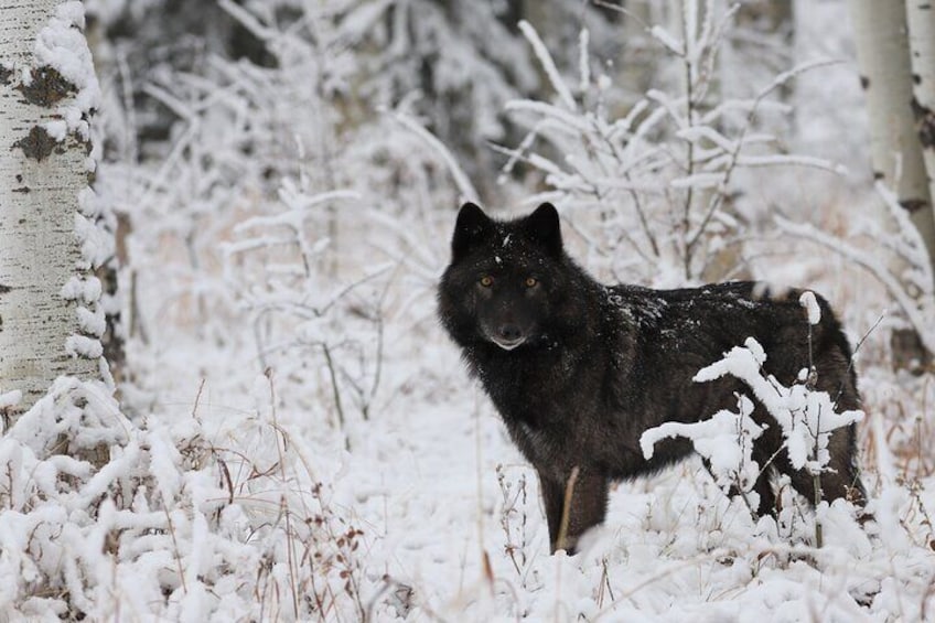 Sanctuary Walk Ticket in Canada