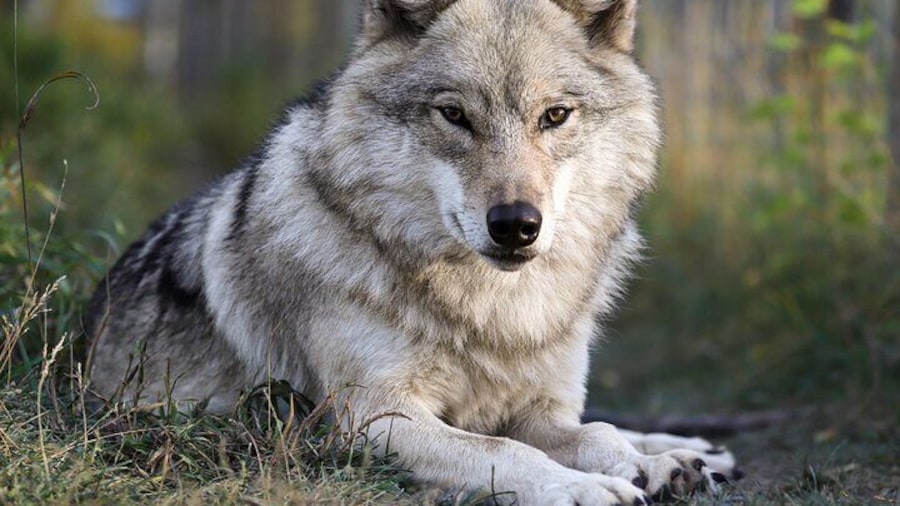 Yamnuska Wolfdog Sanctuary Walk Ticket in Canada