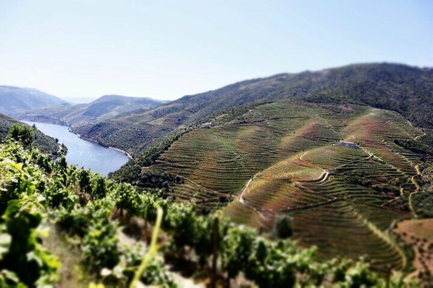 Porto: Private Tour Douro Valley/Winery SECXVIII /Boat/Lunch